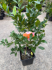 Mandarin Dwarf 'Sugar Bubba' 300mm Advanced (PICKUP ONLY)