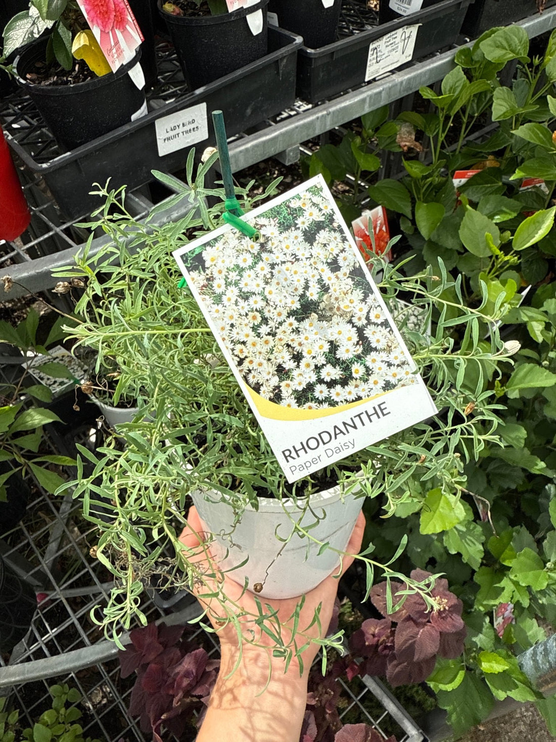 Paper Daisy (Rhodanthe anthemoides) - Ladybird Nursery