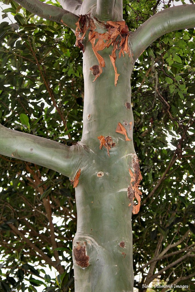 Cadaghi (Corymbia torelliana) - Ladybird Nursery