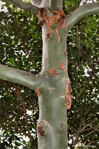Cadaghi (Corymbia torelliana)