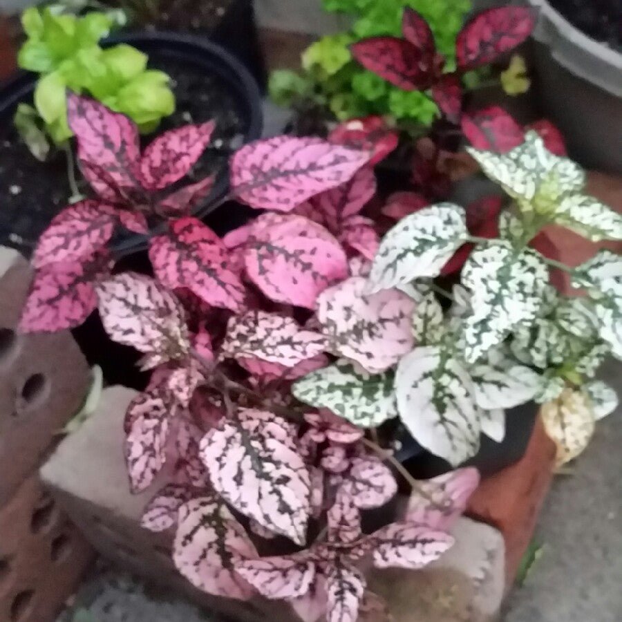 Polka Dot Plant Mix (Hypoestes spp.) - Ladybird Nursery