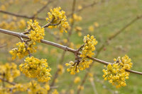 Cornelian Cherry (Cornus mas) - Ladybird Nursery