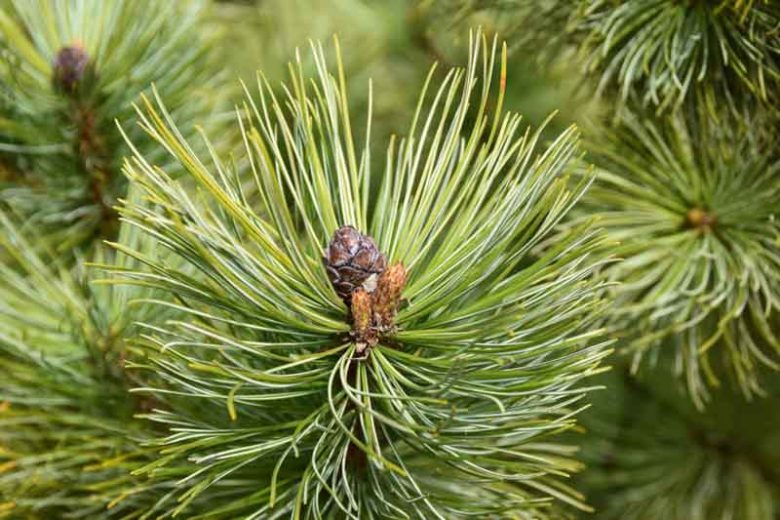 Scots Pine (Pinus sylvestris)