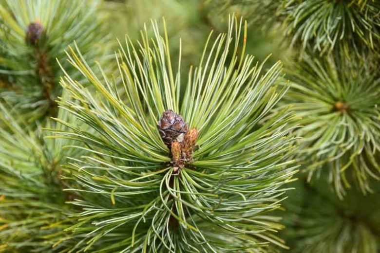 Scots Pine (Pinus sylvestris) - Ladybird Nursery