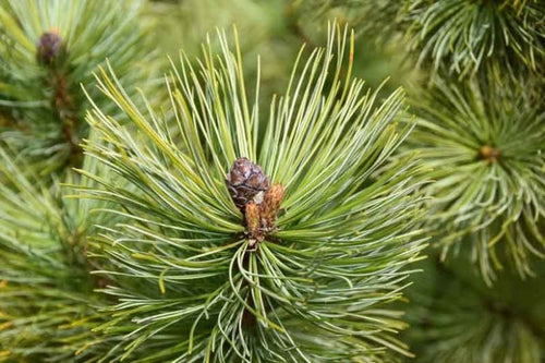 Scots Pine (Pinus sylvestris) - Ladybird Nursery