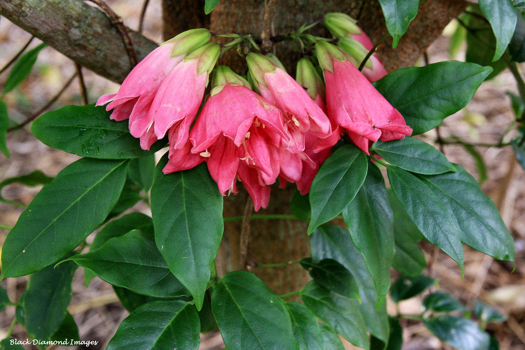 Roaring Meg (Tecomanthe sp.)