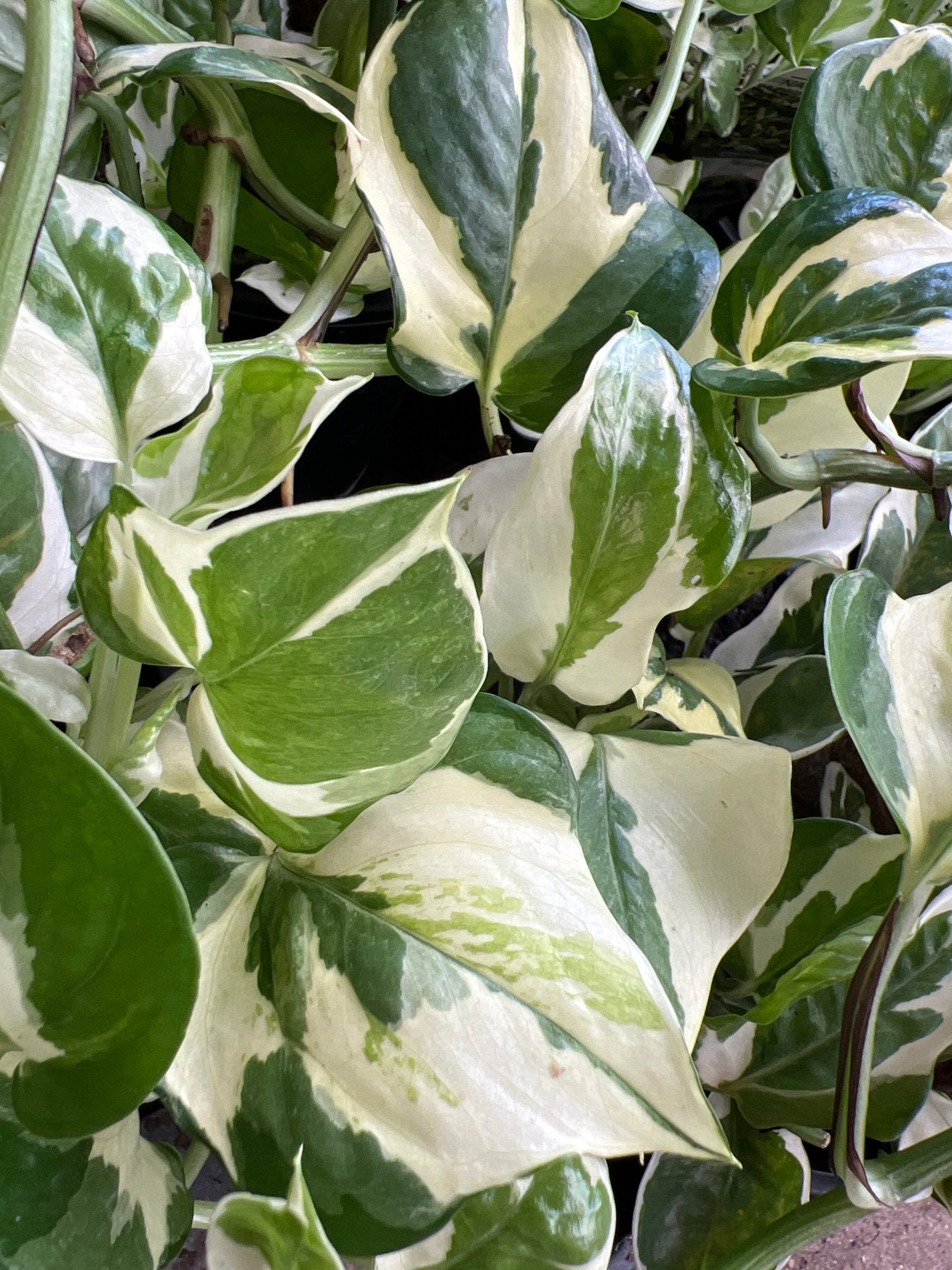 Totem Pole Pothos 'N'Joy' - Ladybird Nursery