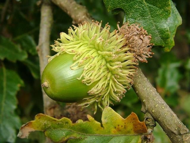 Turkey Oak (Quercus cerris) - Ladybird Nursery
