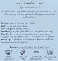 Agapanthus River Garden Blue - Large - Ladybird Nursery