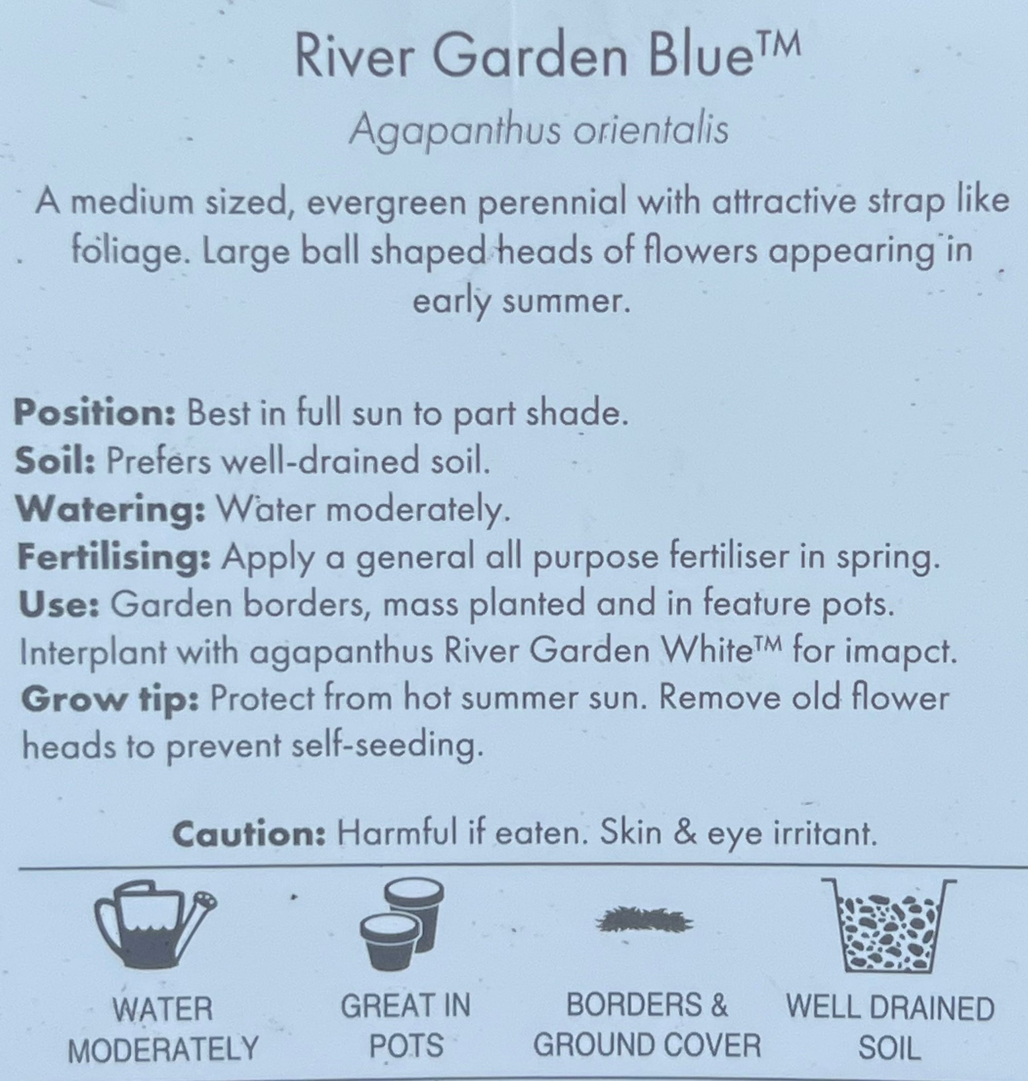 Agapanthus River Garden Blue - Large - Ladybird Nursery