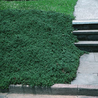 Creeping Juniper Wiltonii Glauca (Juniperus horizontalis)