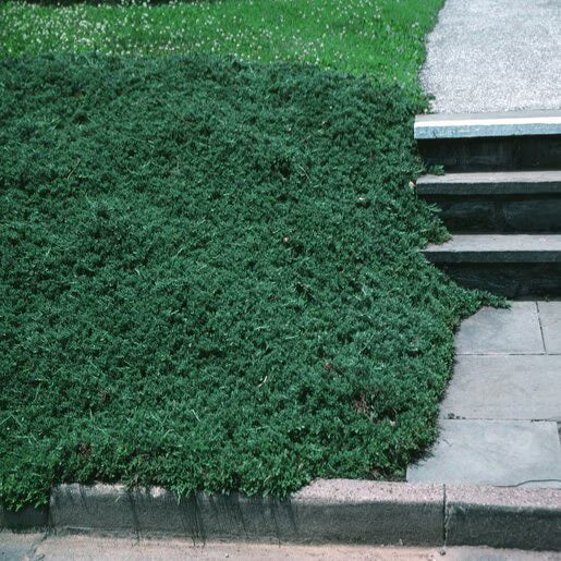 Creeping Juniper Wiltonii Glauca (Juniperus horizontalis)