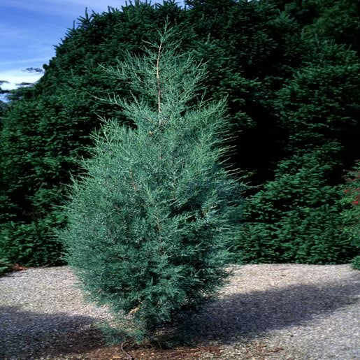 Eastern Red Cedar Silver Spreader (Juniperus virginiana)