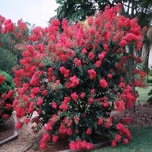 Crepe Myrtle Bush Form x fauriei Tonto (Lagerstroemia indica)