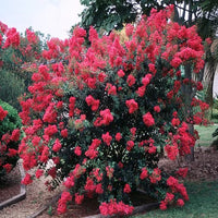 Crepe Myrtle Bush Form x fauriei Tonto (Lagerstroemia indica)