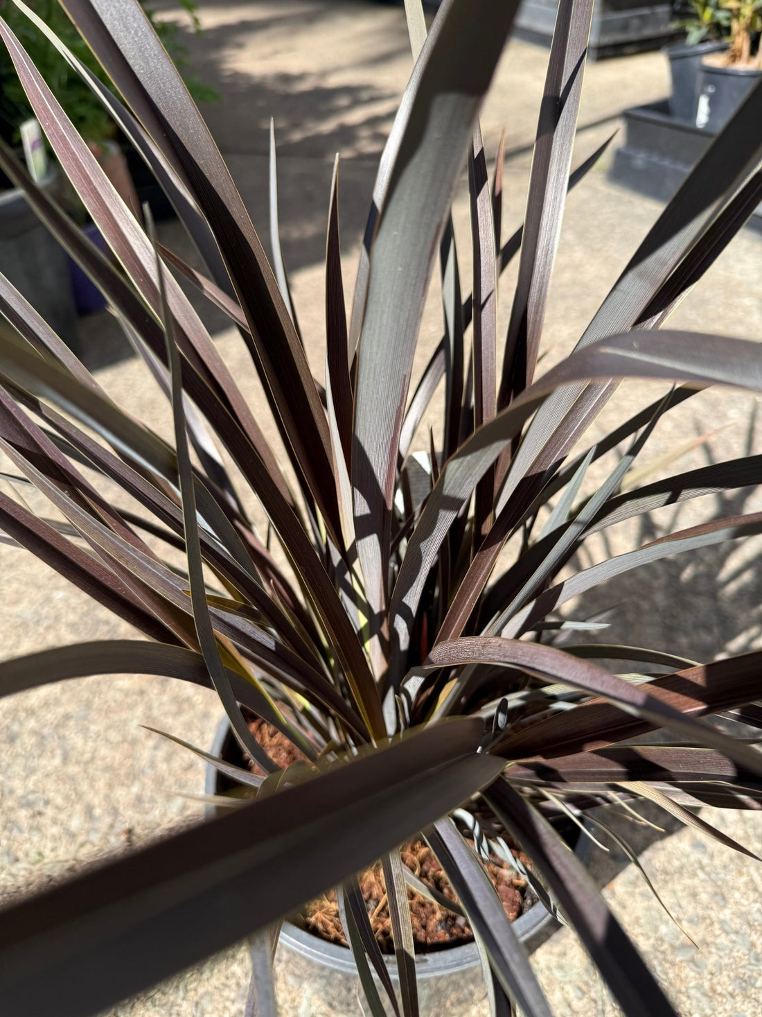 Phormium 'Purple Haze' - Large - Ladybird Nursery