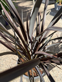 Phormium 'Purple Haze' - Large - Ladybird Nursery