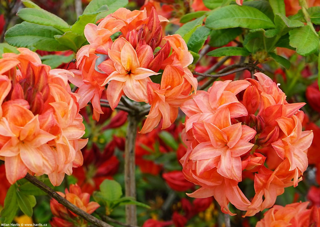 Azalea Mollis Norma - Ladybird Nursery