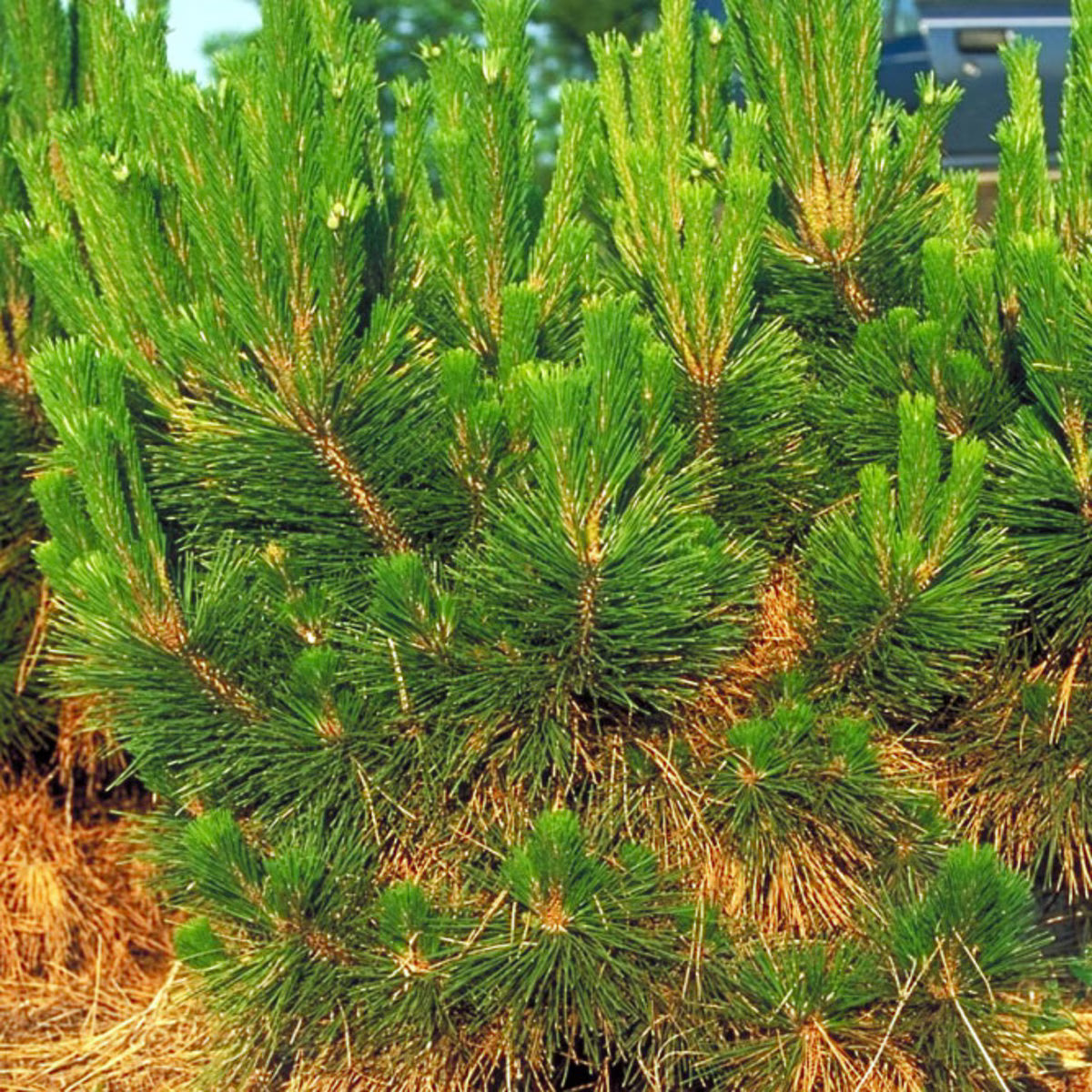 Japanese Black Pine Thunderhead (Pinus thunbergii)