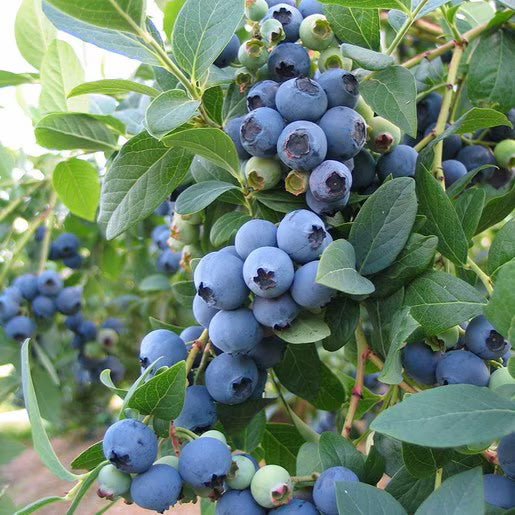 Blueberry 'Brightwell'