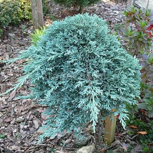 Creeping Juniper Icee Blue (Juniperus horizontalis)