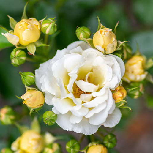 Rose DRIFT® Popcorn (Rosa)