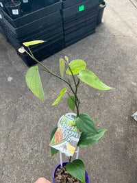 Pepper vine (Black Pepper Spice) - Ladybird Nursery