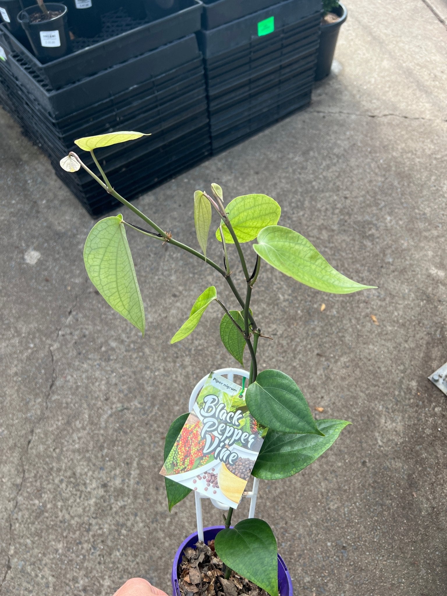 Pepper vine (Black Pepper Spice) - Ladybird Nursery