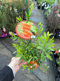 Bottlebrush 'Tangerine Dream' (Callistemon) - Ladybird Nursery