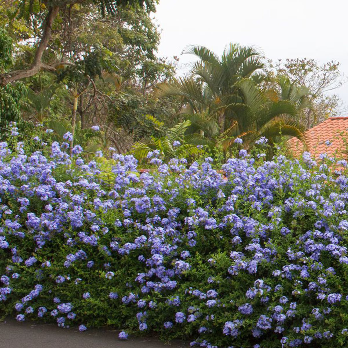 Plumbago ‘Royal Cape’ (Plumbago auriculata)