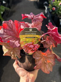 Heuchera 'Berry Smoothie' - Ladybird Nursery