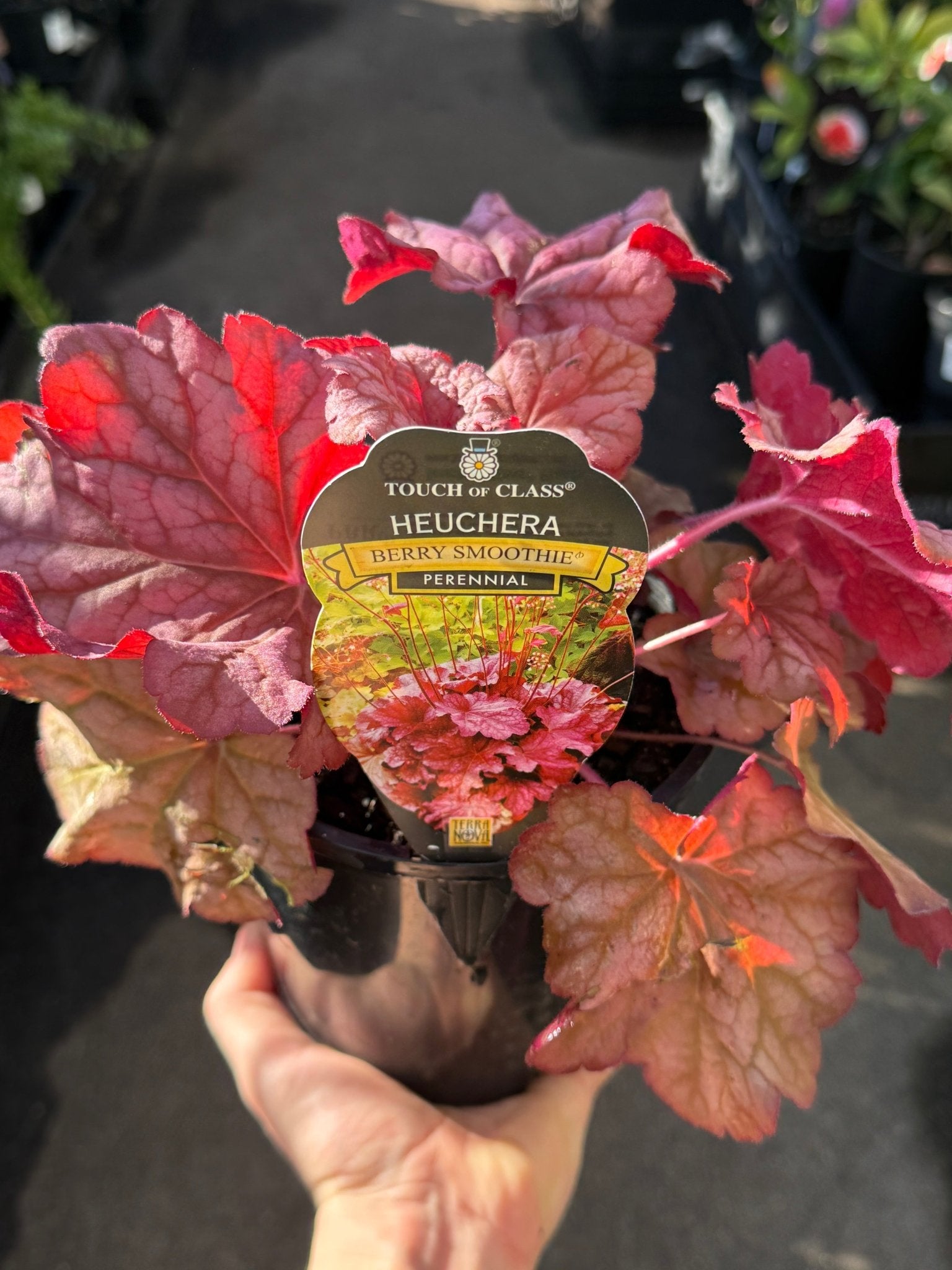 Heuchera 'Berry Smoothie' - Ladybird Nursery