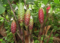 Shampoo Ginger Darcyi (Zingiber zerumbet) - Ladybird Nursery
