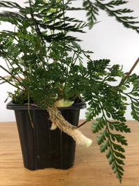 Davallia solida var. Fejeensis