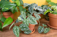 Satin Pothos argyraeus (Scindapsus pictus) - Ladybird Nursery