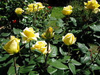 Rose Helmut Schmidt (Rosa)