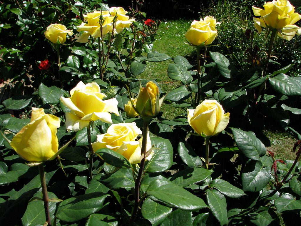 Rose Helmut Schmidt (Rosa) - Ladybird Nursery