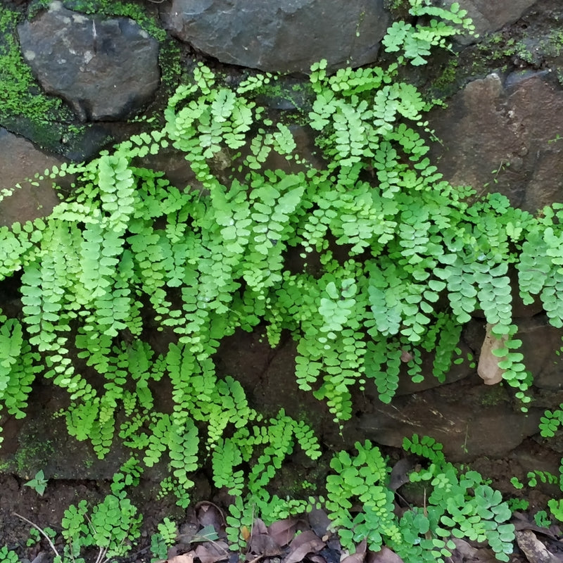 Common Maidenhair (Adiantum fragrantissimum)
