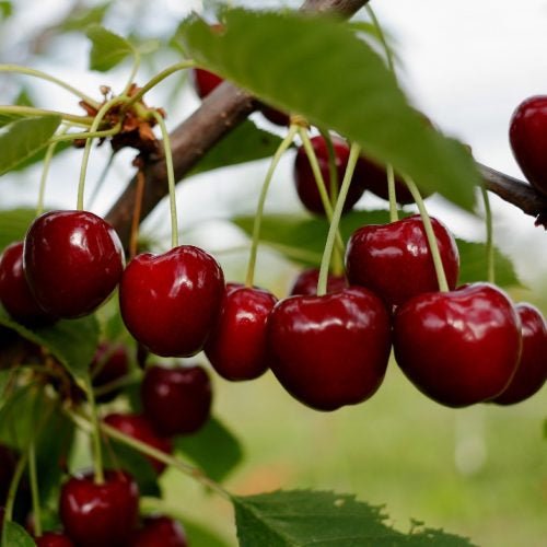 Cherry ‘Vista’ Fruit Tree – Buy Now! – Ladybird Nursery