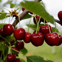Cherry ‘Vista’