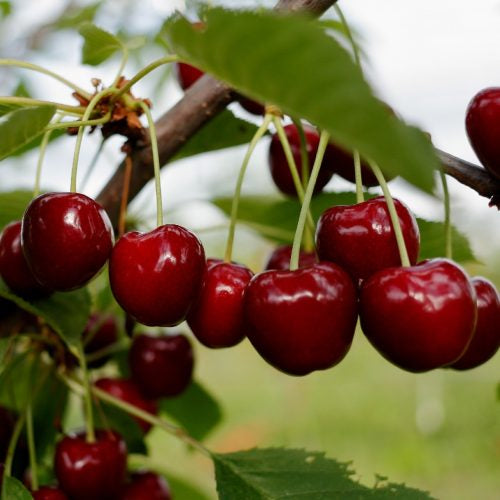 Cherry ‘Vista’