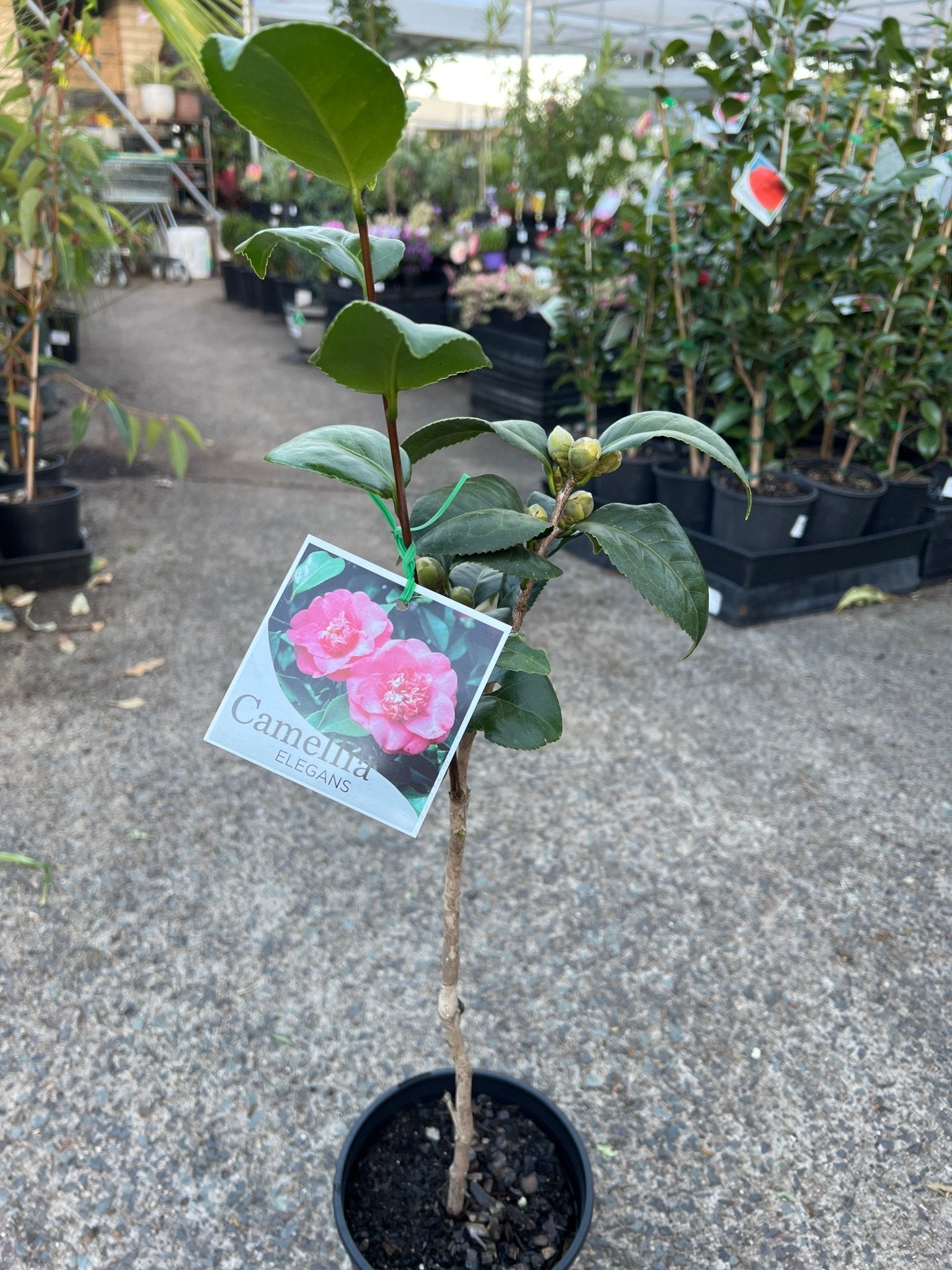 Camellia 'Elegans' (Camellia japonica) - Ladybird Nursery