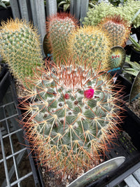 Lemon Ball Cactus (Mammillaria rhodantha ssp. pringlei) - Ladybird Nursery