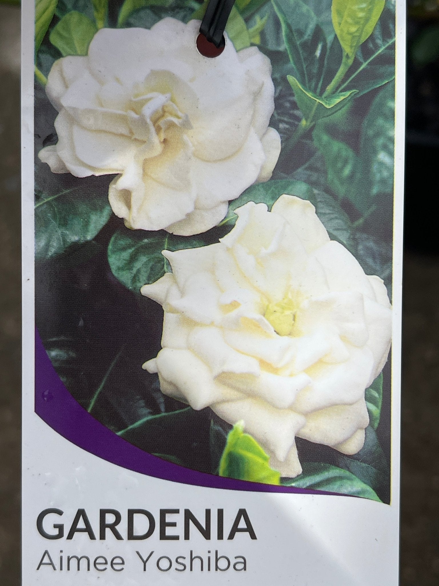 Gardenia 'Aimee Yoshiba' (Gardenia augusta) - Ladybird Nursery