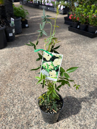 Climbing Rose ‘White Banksia' (Rosa Banksiae alba) - Ladybird Nursery
