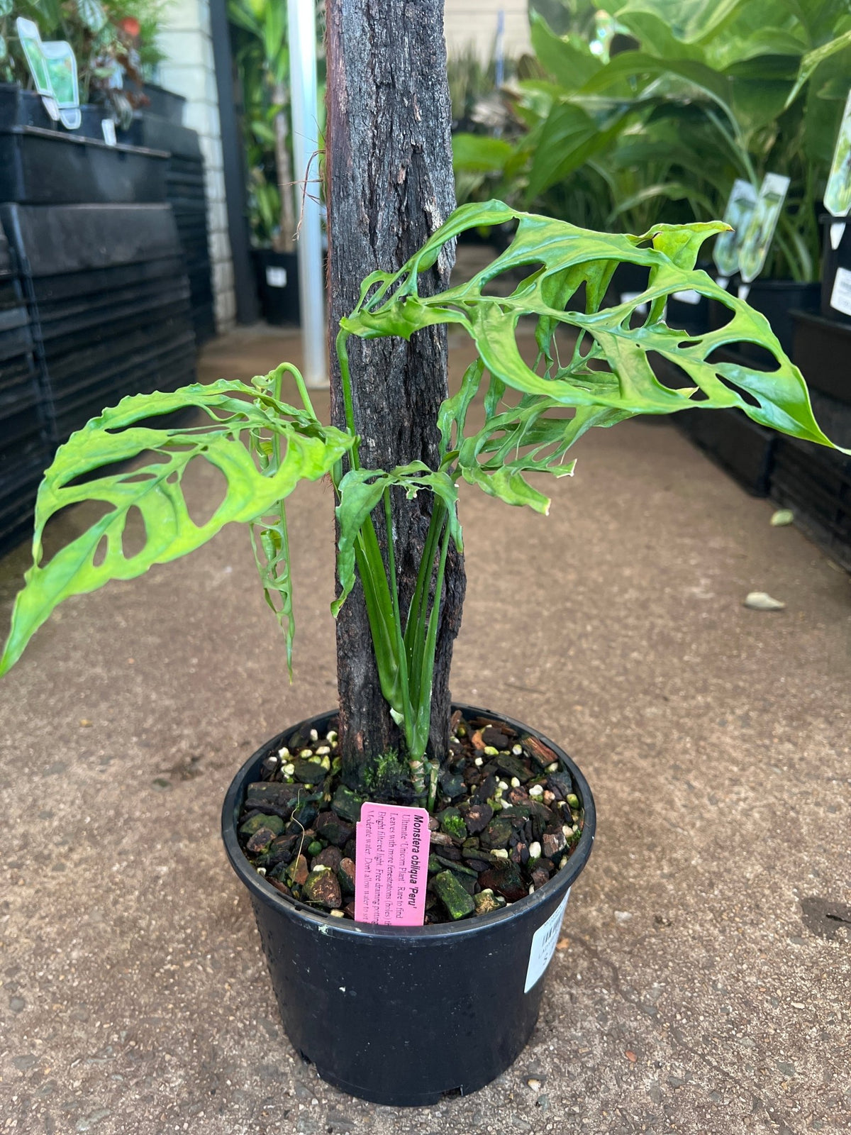 Monstera 'Peru' (Monstera Obliqua Peru Form) - Ladybird Nursery