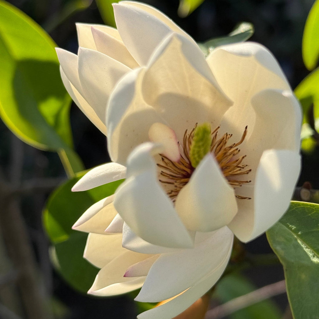 Michelia 'Bubbles' - Ladybird Nursery