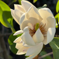 Michelia 'Bubbles' - Ladybird Nursery
