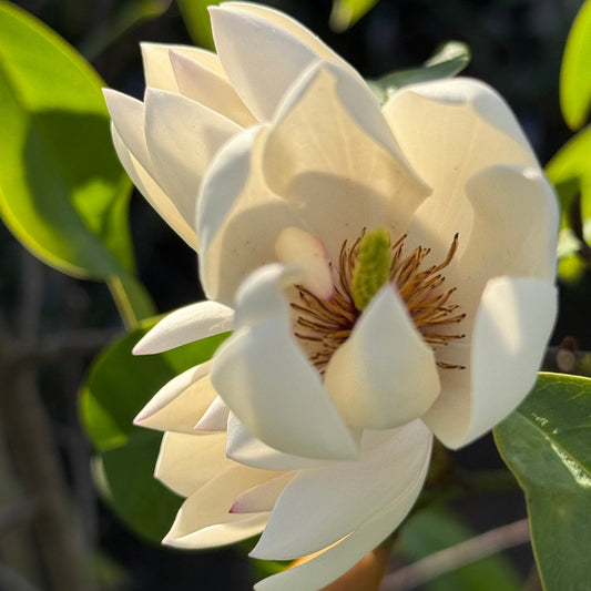 Michelia 'Bubbles' - Ladybird Nursery