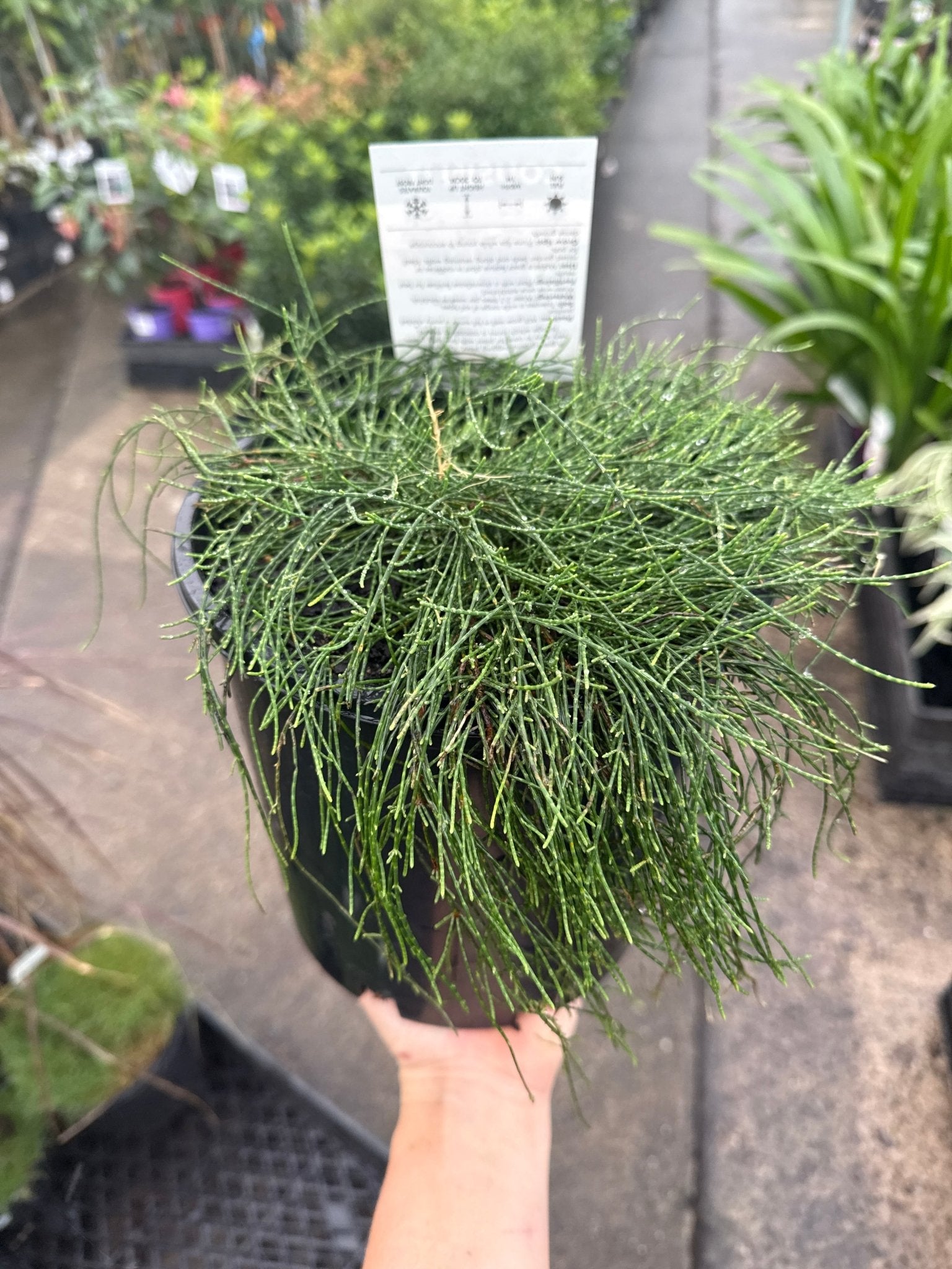 Cousin It (Casuarina glauca) - Large - Ladybird Nursery